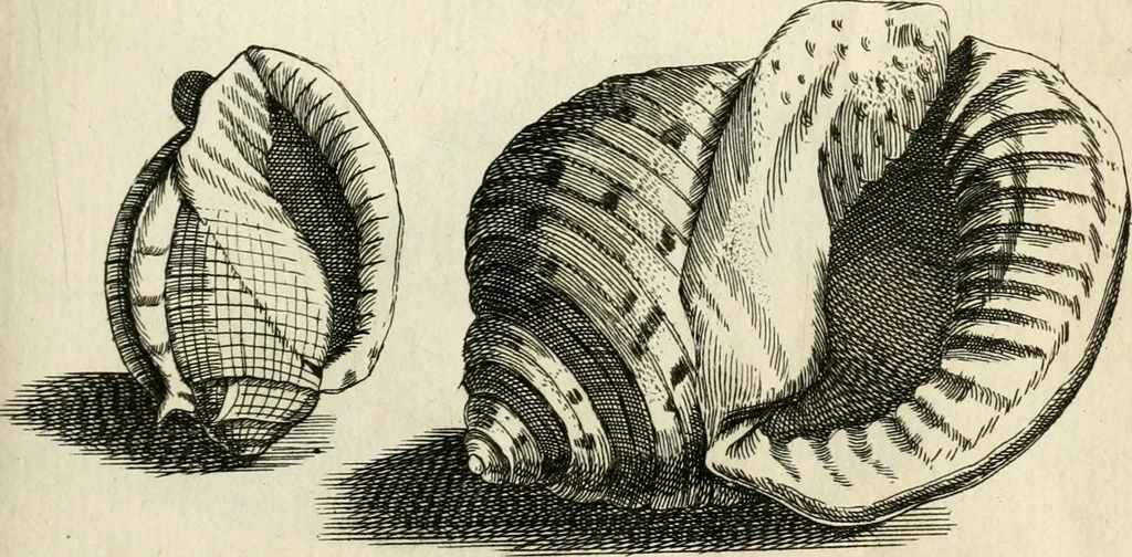 An illustration from Recreatio mentis, et oculi in observatione animalium testaceorum Italico sermone primum proposita ... nunc ... Latine oblata centum additis testaceorum iconibus .., 1684, leaf 435