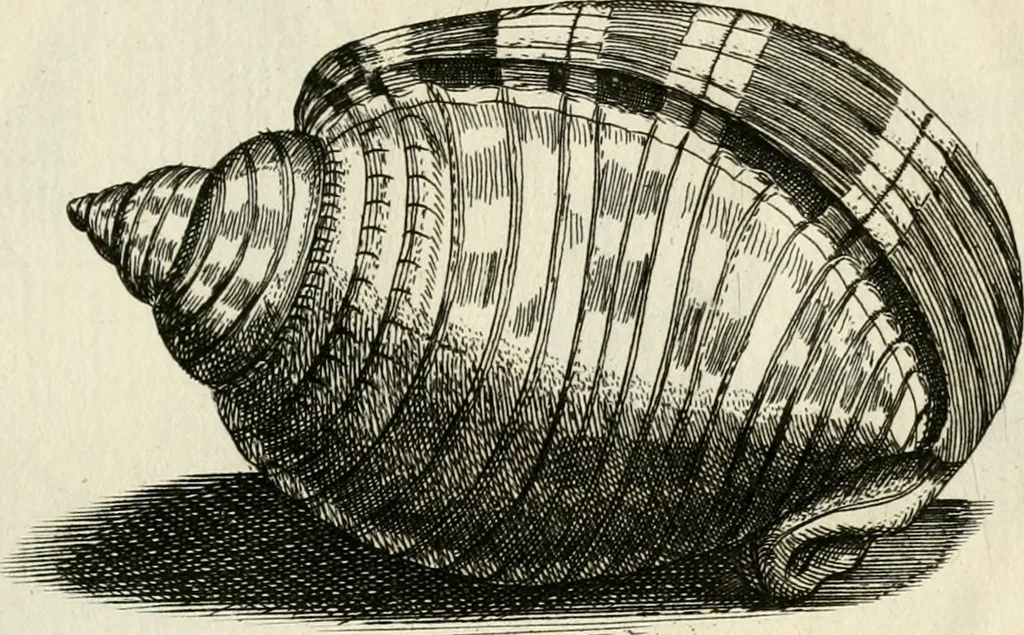 An illustration from Recreatio mentis, et oculi in observatione animalium testaceorum Italico sermone primum proposita ... nunc ... Latine oblata centum additis testaceorum iconibus .., 1684, leaf 437