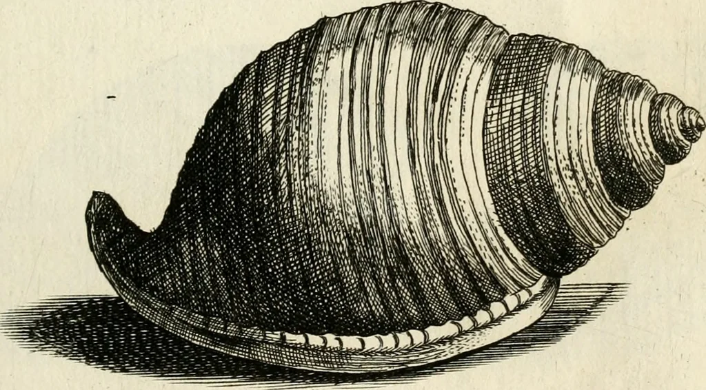 An illustration from Recreatio mentis, et oculi in observatione animalium testaceorum Italico sermone primum proposita ... nunc ... Latine oblata centum additis testaceorum iconibus .., 1684, leaf 437