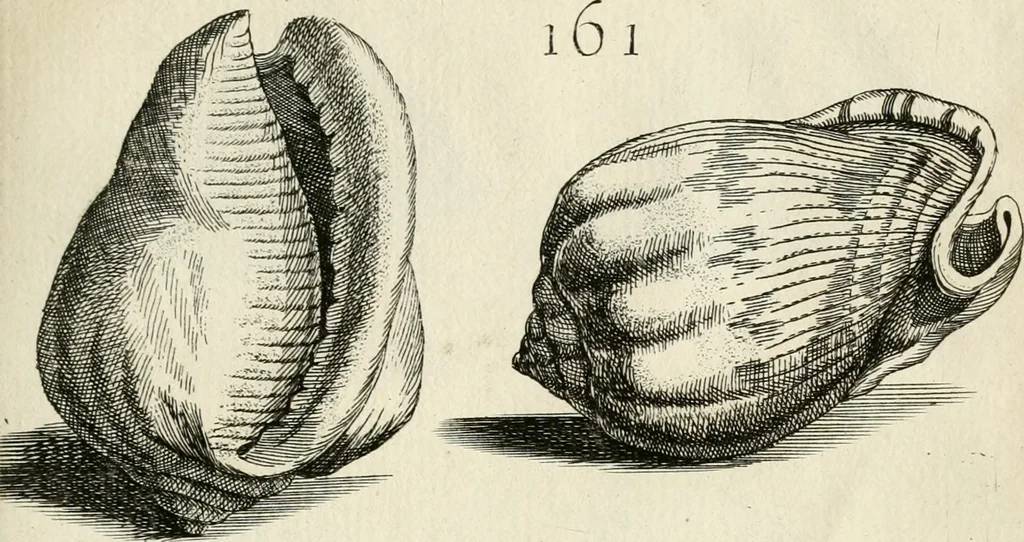 An illustration from Recreatio mentis, et oculi in observatione animalium testaceorum Italico sermone primum proposita ... nunc ... Latine oblata centum additis testaceorum iconibus .., 1684, leaf 439