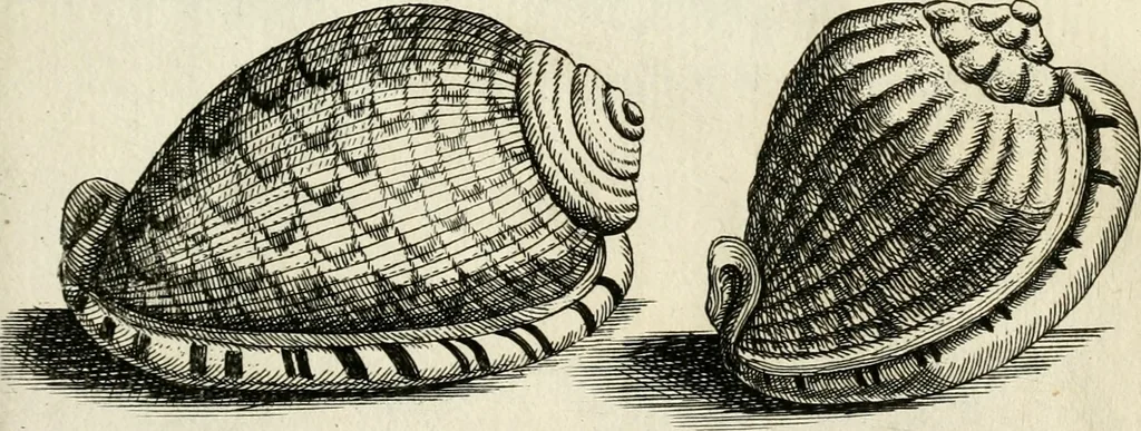 An illustration from Recreatio mentis, et oculi in observatione animalium testaceorum Italico sermone primum proposita ... nunc ... Latine oblata centum additis testaceorum iconibus .., 1684, leaf 439