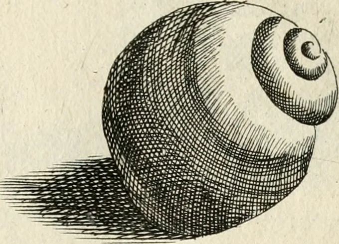 An illustration from Recreatio mentis, et oculi in observatione animalium testaceorum Italico sermone primum proposita ... nunc ... Latine oblata centum additis testaceorum iconibus .., 1684, leaf 441