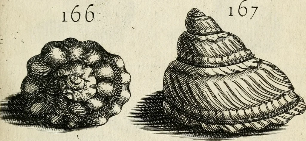 An illustration from Recreatio mentis, et oculi in observatione animalium testaceorum Italico sermone primum proposita ... nunc ... Latine oblata centum additis testaceorum iconibus .., 1684, leaf 441