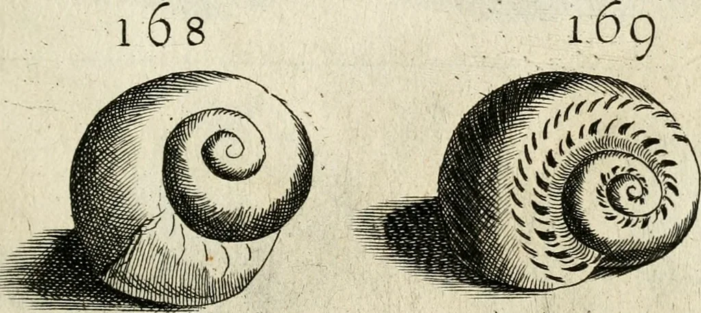 An illustration from Recreatio mentis, et oculi in observatione animalium testaceorum Italico sermone primum proposita ... nunc ... Latine oblata centum additis testaceorum iconibus .., 1684, leaf 441