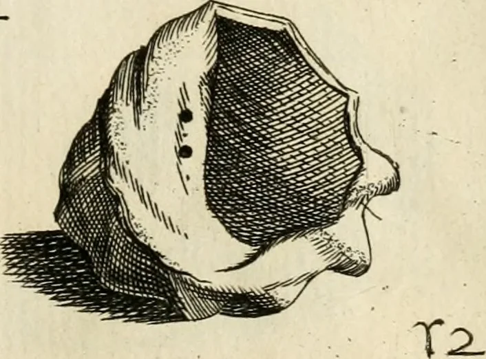 An illustration from Recreatio mentis, et oculi in observatione animalium testaceorum Italico sermone primum proposita ... nunc ... Latine oblata centum additis testaceorum iconibus .., 1684, leaf 443