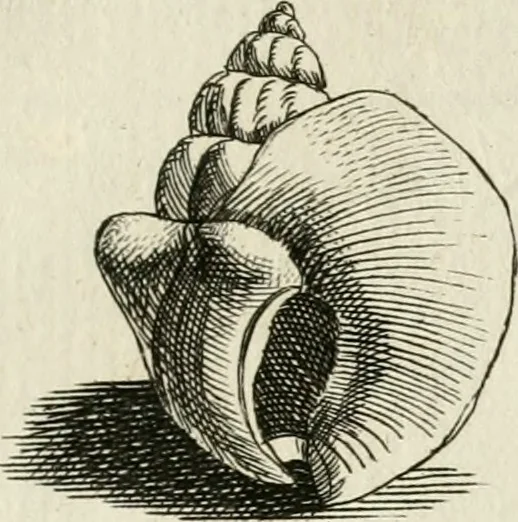 An illustration from Recreatio mentis, et oculi in observatione animalium testaceorum Italico sermone primum proposita ... nunc ... Latine oblata centum additis testaceorum iconibus .., 1684, leaf 445