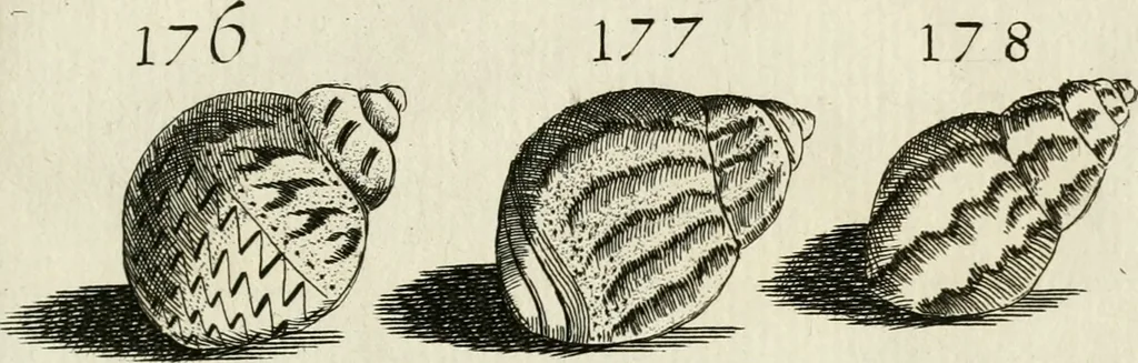 An illustration from Recreatio mentis, et oculi in observatione animalium testaceorum Italico sermone primum proposita ... nunc ... Latine oblata centum additis testaceorum iconibus .., 1684, leaf 445