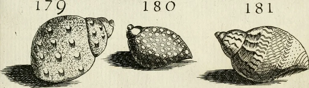 An illustration from Recreatio mentis, et oculi in observatione animalium testaceorum Italico sermone primum proposita ... nunc ... Latine oblata centum additis testaceorum iconibus .., 1684, leaf 445