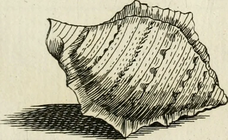 An illustration from Recreatio mentis, et oculi in observatione animalium testaceorum Italico sermone primum proposita ... nunc ... Latine oblata centum additis testaceorum iconibus .., 1684, leaf 445
