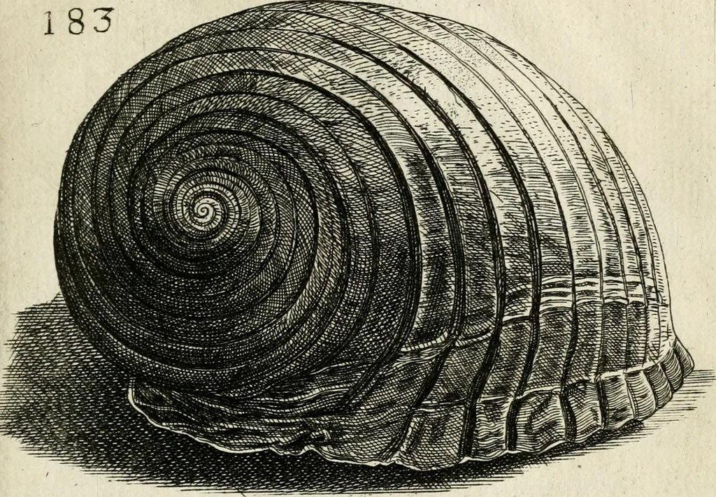 An illustration from Recreatio mentis, et oculi in observatione animalium testaceorum Italico sermone primum proposita ... nunc ... Latine oblata centum additis testaceorum iconibus .., 1684, leaf 447