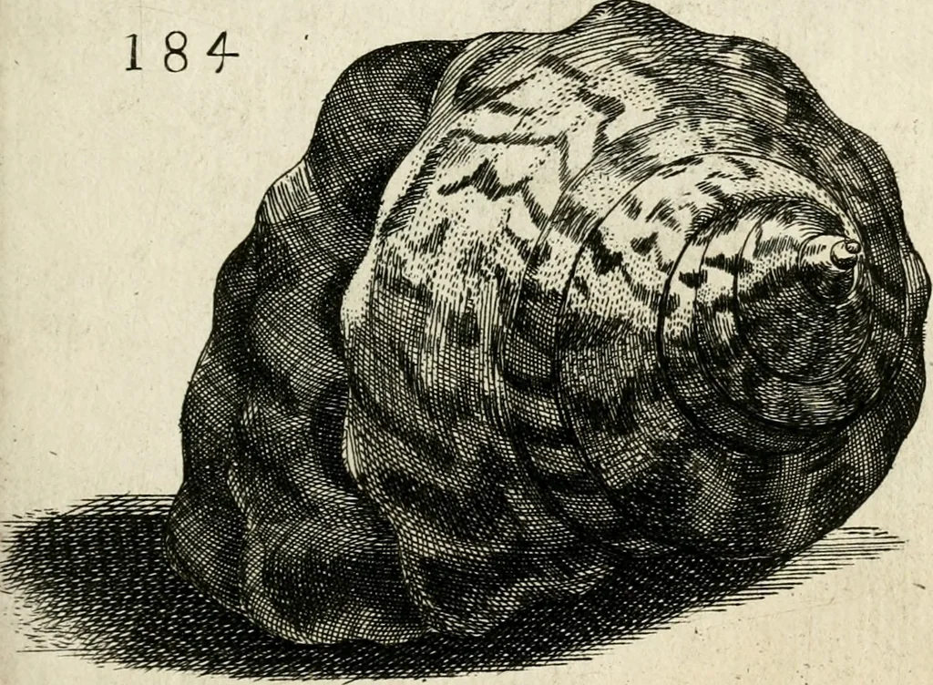 An illustration from Recreatio mentis, et oculi in observatione animalium testaceorum Italico sermone primum proposita ... nunc ... Latine oblata centum additis testaceorum iconibus .., 1684, leaf 447