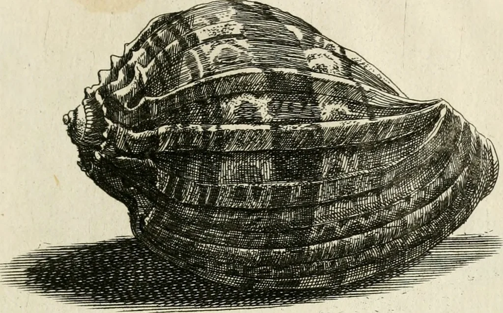 An illustration from Recreatio mentis, et oculi in observatione animalium testaceorum Italico sermone primum proposita ... nunc ... Latine oblata centum additis testaceorum iconibus .., 1684, leaf 449