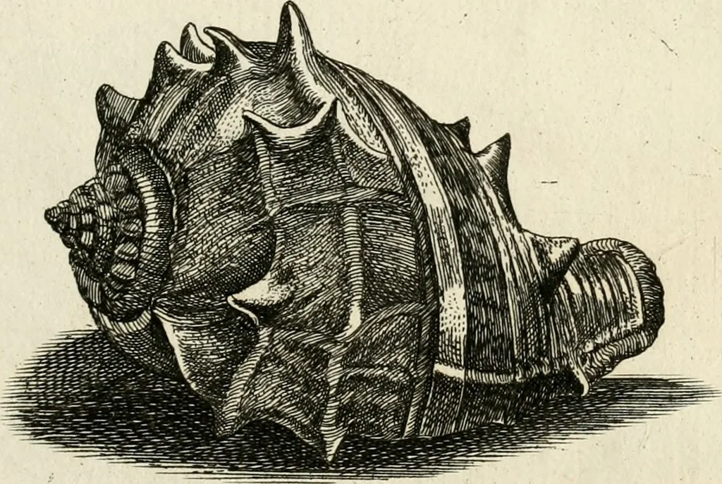 An illustration from Recreatio mentis, et oculi in observatione animalium testaceorum Italico sermone primum proposita ... nunc ... Latine oblata centum additis testaceorum iconibus .., 1684, leaf 449