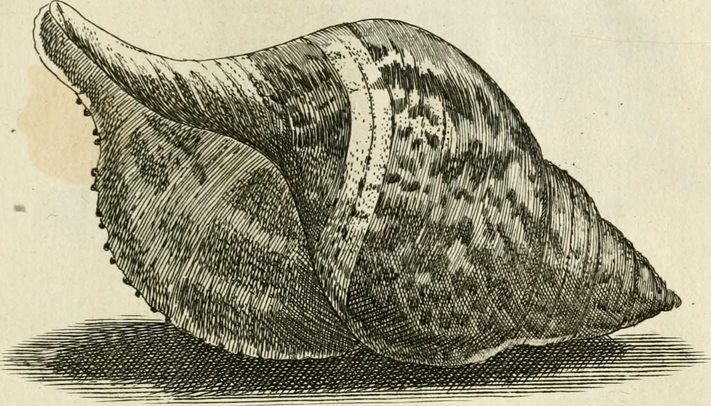 An illustration from Recreatio mentis, et oculi in observatione animalium testaceorum Italico sermone primum proposita ... nunc ... Latine oblata centum additis testaceorum iconibus .., 1684, leaf 451