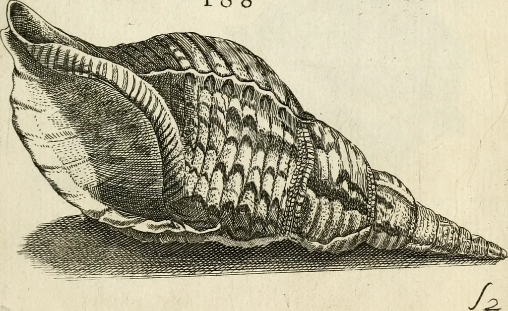 An illustration from Recreatio mentis, et oculi in observatione animalium testaceorum Italico sermone primum proposita ... nunc ... Latine oblata centum additis testaceorum iconibus .., 1684, leaf 451