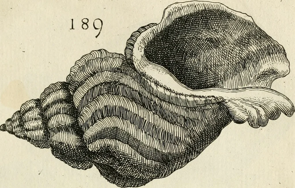 An illustration from Recreatio mentis, et oculi in observatione animalium testaceorum Italico sermone primum proposita ... nunc ... Latine oblata centum additis testaceorum iconibus .., 1684, leaf 453