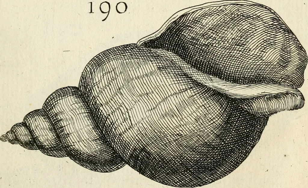 An illustration from Recreatio mentis, et oculi in observatione animalium testaceorum Italico sermone primum proposita ... nunc ... Latine oblata centum additis testaceorum iconibus .., 1684, leaf 453