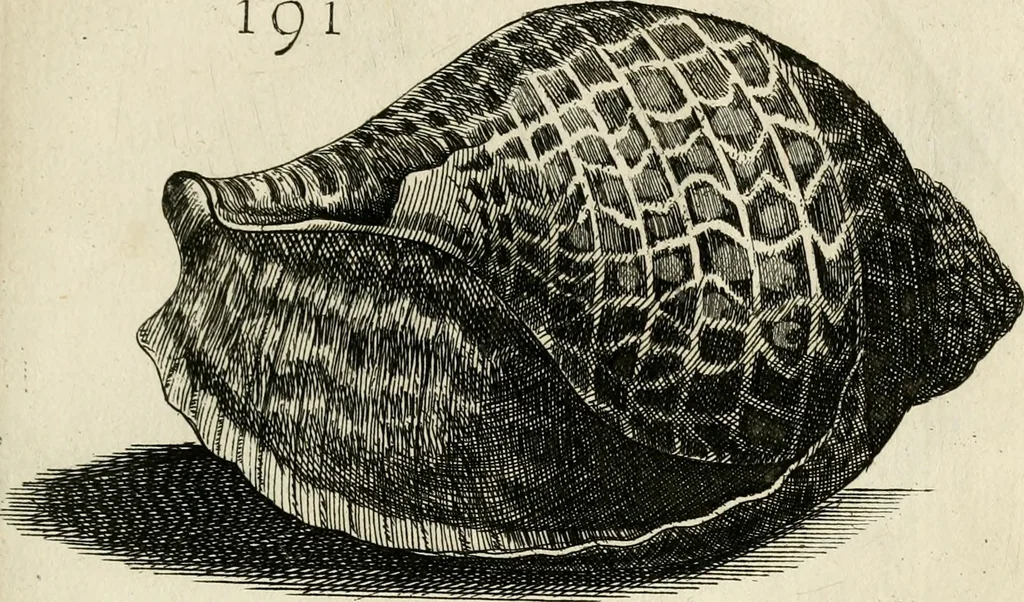 An illustration from Recreatio mentis, et oculi in observatione animalium testaceorum Italico sermone primum proposita ... nunc ... Latine oblata centum additis testaceorum iconibus .., 1684, leaf 455