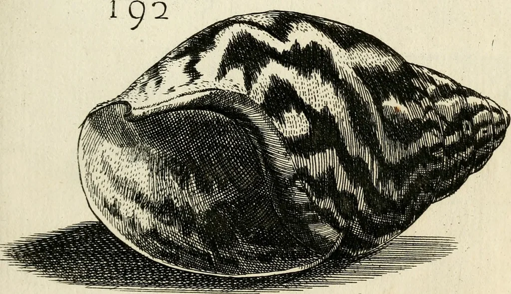 An illustration from Recreatio mentis, et oculi in observatione animalium testaceorum Italico sermone primum proposita ... nunc ... Latine oblata centum additis testaceorum iconibus .., 1684, leaf 455