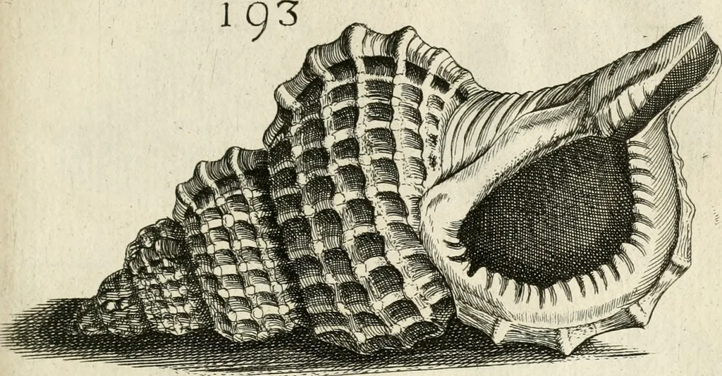 An illustration from Recreatio mentis, et oculi in observatione animalium testaceorum Italico sermone primum proposita ... nunc ... Latine oblata centum additis testaceorum iconibus .., 1684, leaf 457