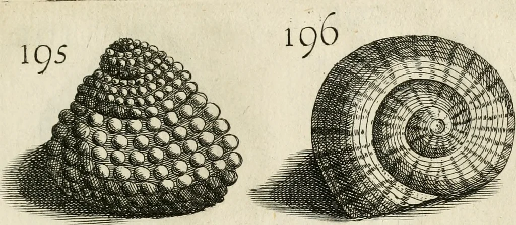 An illustration from Recreatio mentis, et oculi in observatione animalium testaceorum Italico sermone primum proposita ... nunc ... Latine oblata centum additis testaceorum iconibus .., 1684, leaf 459