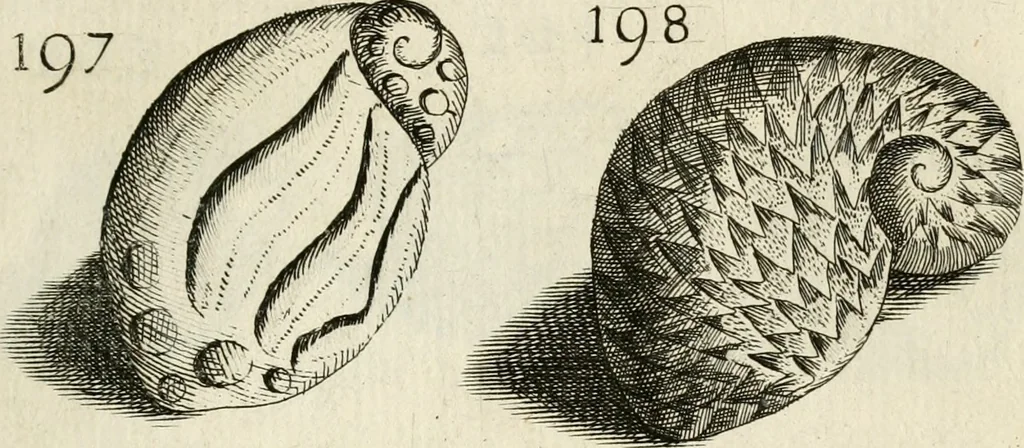 An illustration from Recreatio mentis, et oculi in observatione animalium testaceorum Italico sermone primum proposita ... nunc ... Latine oblata centum additis testaceorum iconibus .., 1684, leaf 459