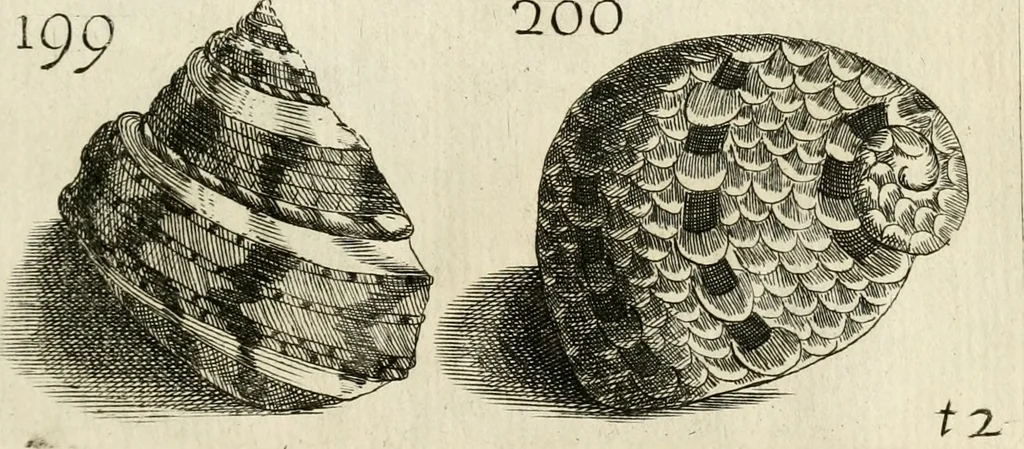 An illustration from Recreatio mentis, et oculi in observatione animalium testaceorum Italico sermone primum proposita ... nunc ... Latine oblata centum additis testaceorum iconibus .., 1684, leaf 459