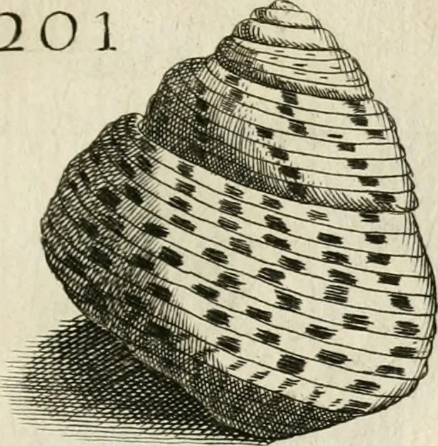 An illustration from Recreatio mentis, et oculi in observatione animalium testaceorum Italico sermone primum proposita ... nunc ... Latine oblata centum additis testaceorum iconibus .., 1684, leaf 461