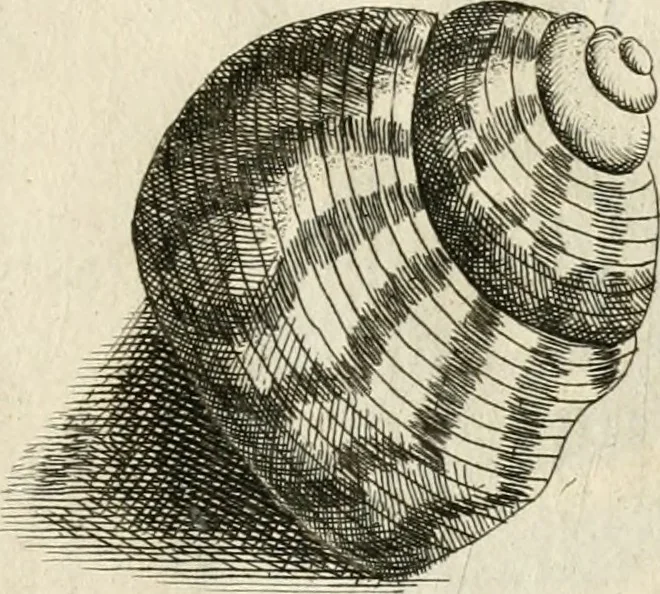 An illustration from Recreatio mentis, et oculi in observatione animalium testaceorum Italico sermone primum proposita ... nunc ... Latine oblata centum additis testaceorum iconibus .., 1684, leaf 461