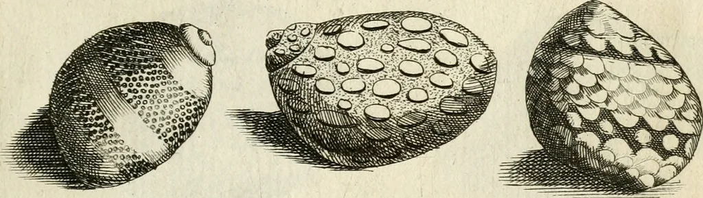 An illustration from Recreatio mentis, et oculi in observatione animalium testaceorum Italico sermone primum proposita ... nunc ... Latine oblata centum additis testaceorum iconibus .., 1684, leaf 461