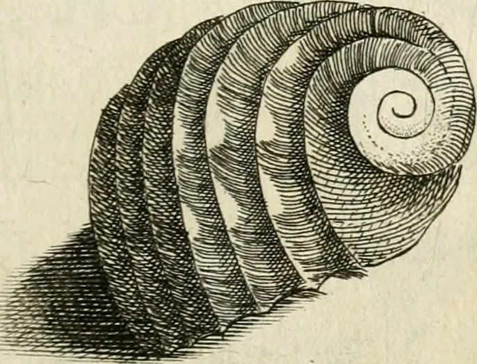 An illustration from Recreatio mentis, et oculi in observatione animalium testaceorum Italico sermone primum proposita ... nunc ... Latine oblata centum additis testaceorum iconibus .., 1684, leaf 461