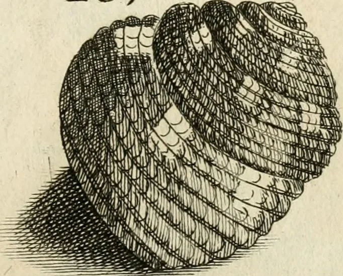 An illustration from Recreatio mentis, et oculi in observatione animalium testaceorum Italico sermone primum proposita ... nunc ... Latine oblata centum additis testaceorum iconibus .., 1684, leaf 461