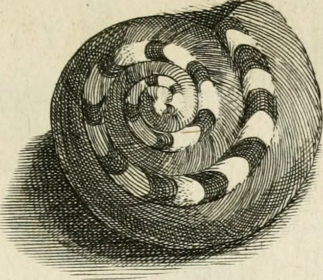 An illustration from Recreatio mentis, et oculi in observatione animalium testaceorum Italico sermone primum proposita ... nunc ... Latine oblata centum additis testaceorum iconibus .., 1684, leaf 463