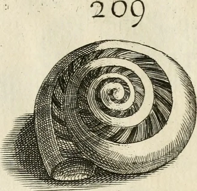 An illustration from Recreatio mentis, et oculi in observatione animalium testaceorum Italico sermone primum proposita ... nunc ... Latine oblata centum additis testaceorum iconibus .., 1684, leaf 463