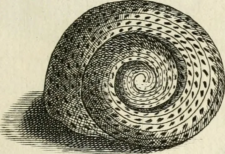 An illustration from Recreatio mentis, et oculi in observatione animalium testaceorum Italico sermone primum proposita ... nunc ... Latine oblata centum additis testaceorum iconibus .., 1684, leaf 463