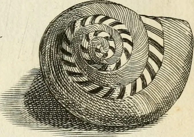 An illustration from Recreatio mentis, et oculi in observatione animalium testaceorum Italico sermone primum proposita ... nunc ... Latine oblata centum additis testaceorum iconibus .., 1684, leaf 463