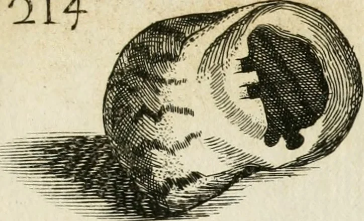 An illustration from Recreatio mentis, et oculi in observatione animalium testaceorum Italico sermone primum proposita ... nunc ... Latine oblata centum additis testaceorum iconibus .., 1684, leaf 465