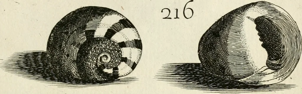 An illustration from Recreatio mentis, et oculi in observatione animalium testaceorum Italico sermone primum proposita ... nunc ... Latine oblata centum additis testaceorum iconibus .., 1684, leaf 465