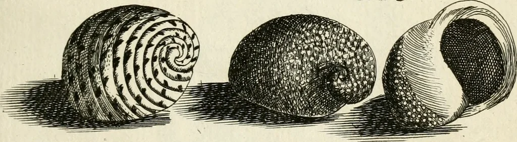 An illustration from Recreatio mentis, et oculi in observatione animalium testaceorum Italico sermone primum proposita ... nunc ... Latine oblata centum additis testaceorum iconibus .., 1684, leaf 465