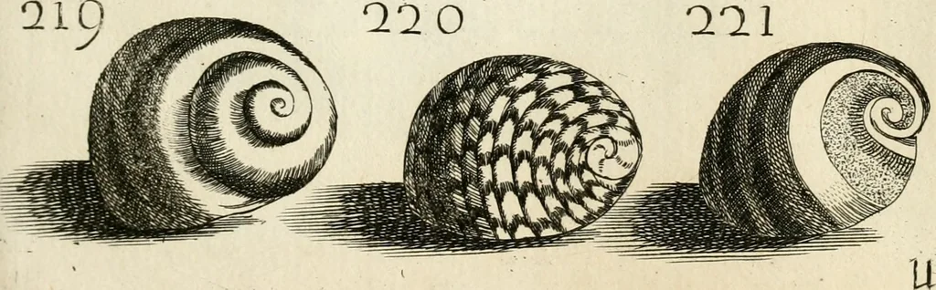 An illustration from Recreatio mentis, et oculi in observatione animalium testaceorum Italico sermone primum proposita ... nunc ... Latine oblata centum additis testaceorum iconibus .., 1684, leaf 465