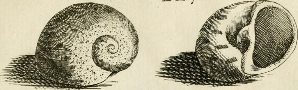 An illustration from Recreatio mentis, et oculi in observatione animalium testaceorum Italico sermone primum proposita ... nunc ... Latine oblata centum additis testaceorum iconibus .., 1684, leaf 469