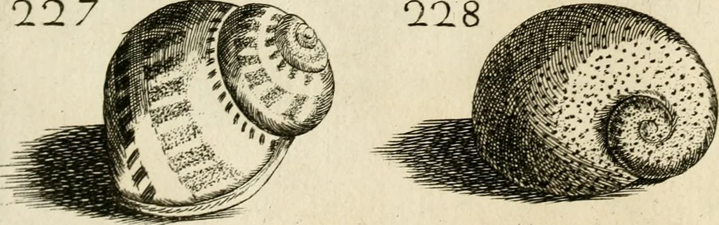 An illustration from Recreatio mentis, et oculi in observatione animalium testaceorum Italico sermone primum proposita ... nunc ... Latine oblata centum additis testaceorum iconibus .., 1684, leaf 469