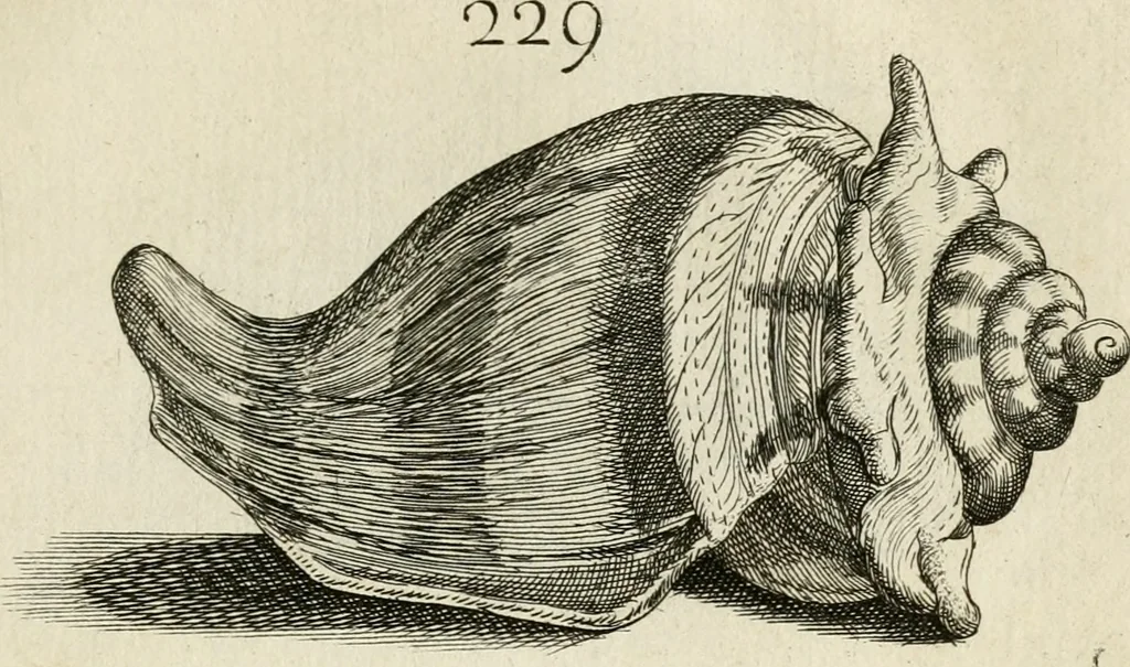 An illustration from Recreatio mentis, et oculi in observatione animalium testaceorum Italico sermone primum proposita ... nunc ... Latine oblata centum additis testaceorum iconibus .., 1684, leaf 471