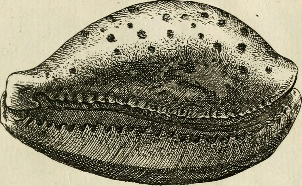 An illustration from Recreatio mentis, et oculi in observatione animalium testaceorum Italico sermone primum proposita ... nunc ... Latine oblata centum additis testaceorum iconibus .., 1684, leaf 473