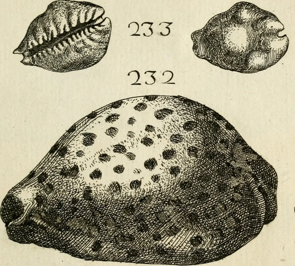 An illustration from Recreatio mentis, et oculi in observatione animalium testaceorum Italico sermone primum proposita ... nunc ... Latine oblata centum additis testaceorum iconibus .., 1684, leaf 473