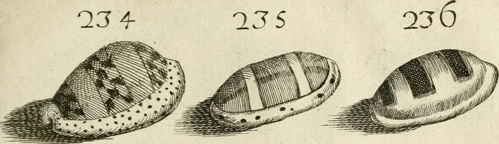 An illustration from Recreatio mentis, et oculi in observatione animalium testaceorum Italico sermone primum proposita ... nunc ... Latine oblata centum additis testaceorum iconibus .., 1684, leaf 475