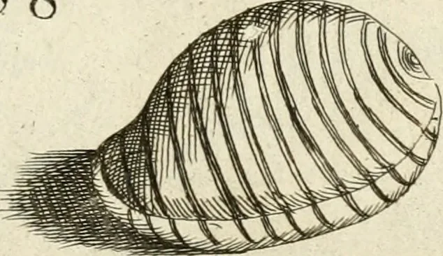 An illustration from Recreatio mentis, et oculi in observatione animalium testaceorum Italico sermone primum proposita ... nunc ... Latine oblata centum additis testaceorum iconibus .., 1684, leaf 475