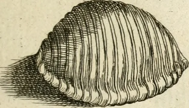 An illustration from Recreatio mentis, et oculi in observatione animalium testaceorum Italico sermone primum proposita ... nunc ... Latine oblata centum additis testaceorum iconibus .., 1684, leaf 475