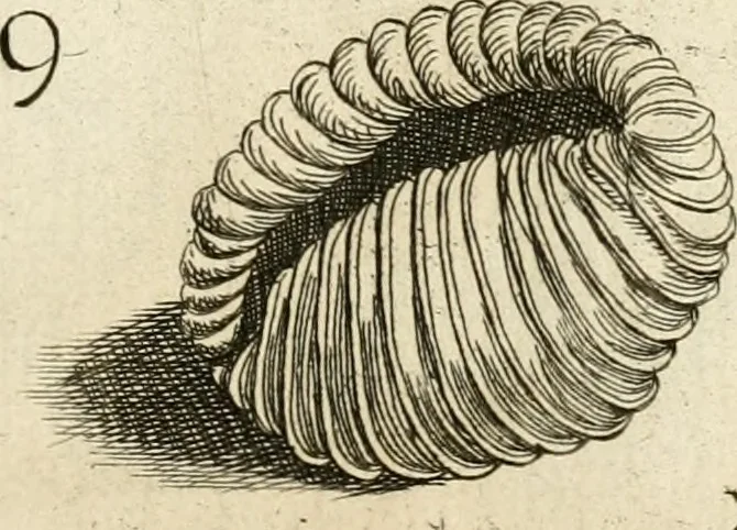 An illustration from Recreatio mentis, et oculi in observatione animalium testaceorum Italico sermone primum proposita ... nunc ... Latine oblata centum additis testaceorum iconibus .., 1684, leaf 475