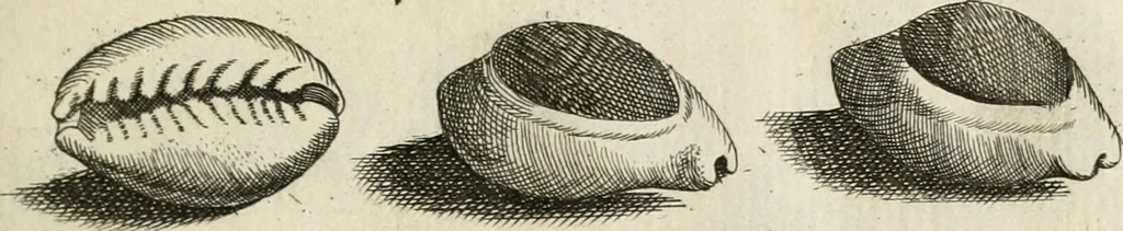 An illustration from Recreatio mentis, et oculi in observatione animalium testaceorum Italico sermone primum proposita ... nunc ... Latine oblata centum additis testaceorum iconibus .., 1684, leaf 477